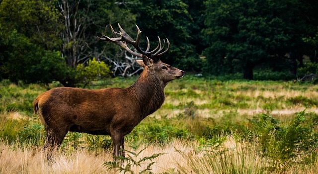 Jagd Österreich – die neue Dachmarke der österreichischen Landesjagdverbände