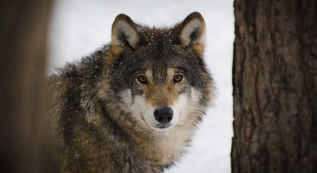Der Wolf kehrt zurück in die Süd- und Weststeiermark