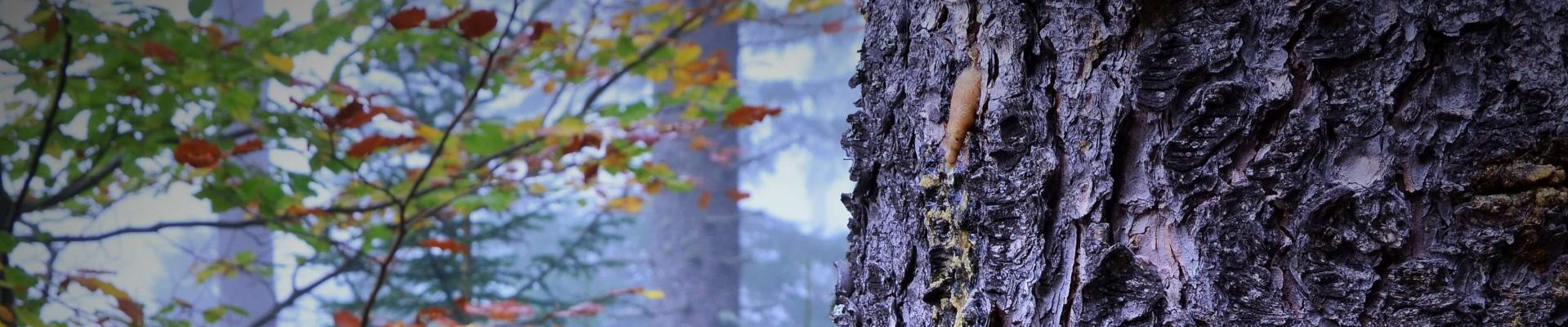 Sinn und Unsinn der Krähenjagd – Gastbeitrag von Univ. Prof. Dr. Klaus Hackländer