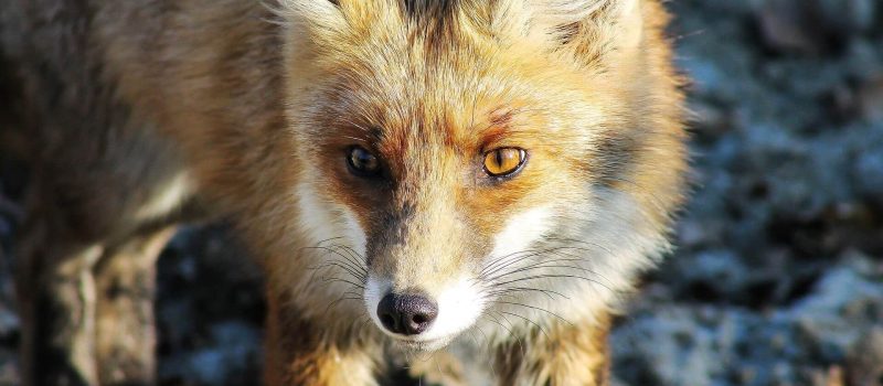 Fuchsbandwurm – gefährliche Zoonose –                         Infektionsgefahr für den Menschen steigt aktuell deutlich! Gastbeitrag von Fr. Dr.med.vet. Anna Kübber-Heiss