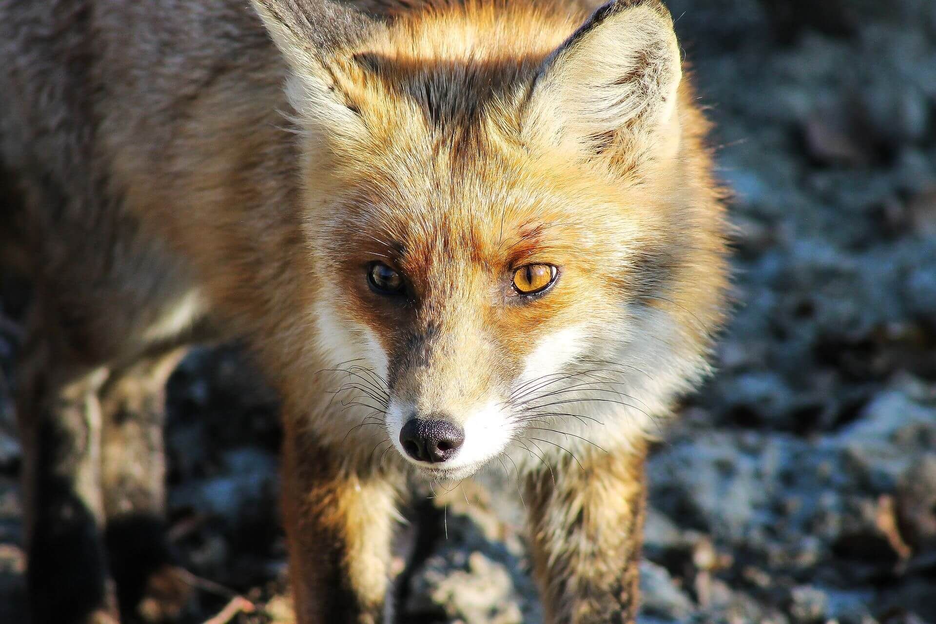 Fuchsbandwurm – gefährliche Zoonose –                         Infektionsgefahr für den Menschen steigt aktuell deutlich! Gastbeitrag von Fr. Dr.med.vet. Anna Kübber-Heiss