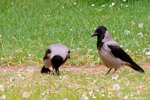 Sinn und Unsinn der Krähenjagd – Gastbeitrag von Univ. Prof. Dr. Klaus Hackländer