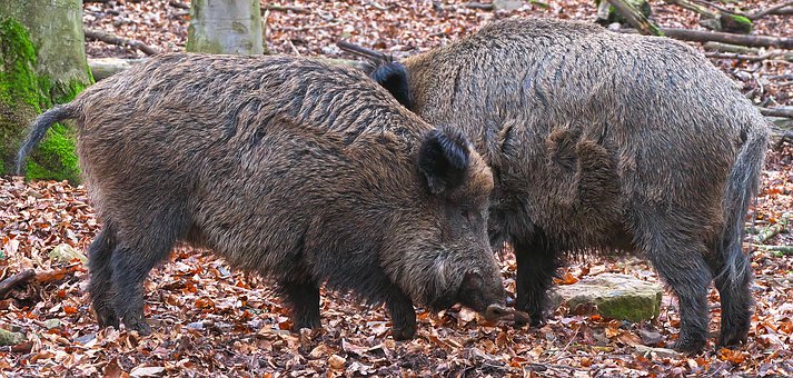 Afrikanische Schweinepest – Risikofaktoren, Vorkehrungen