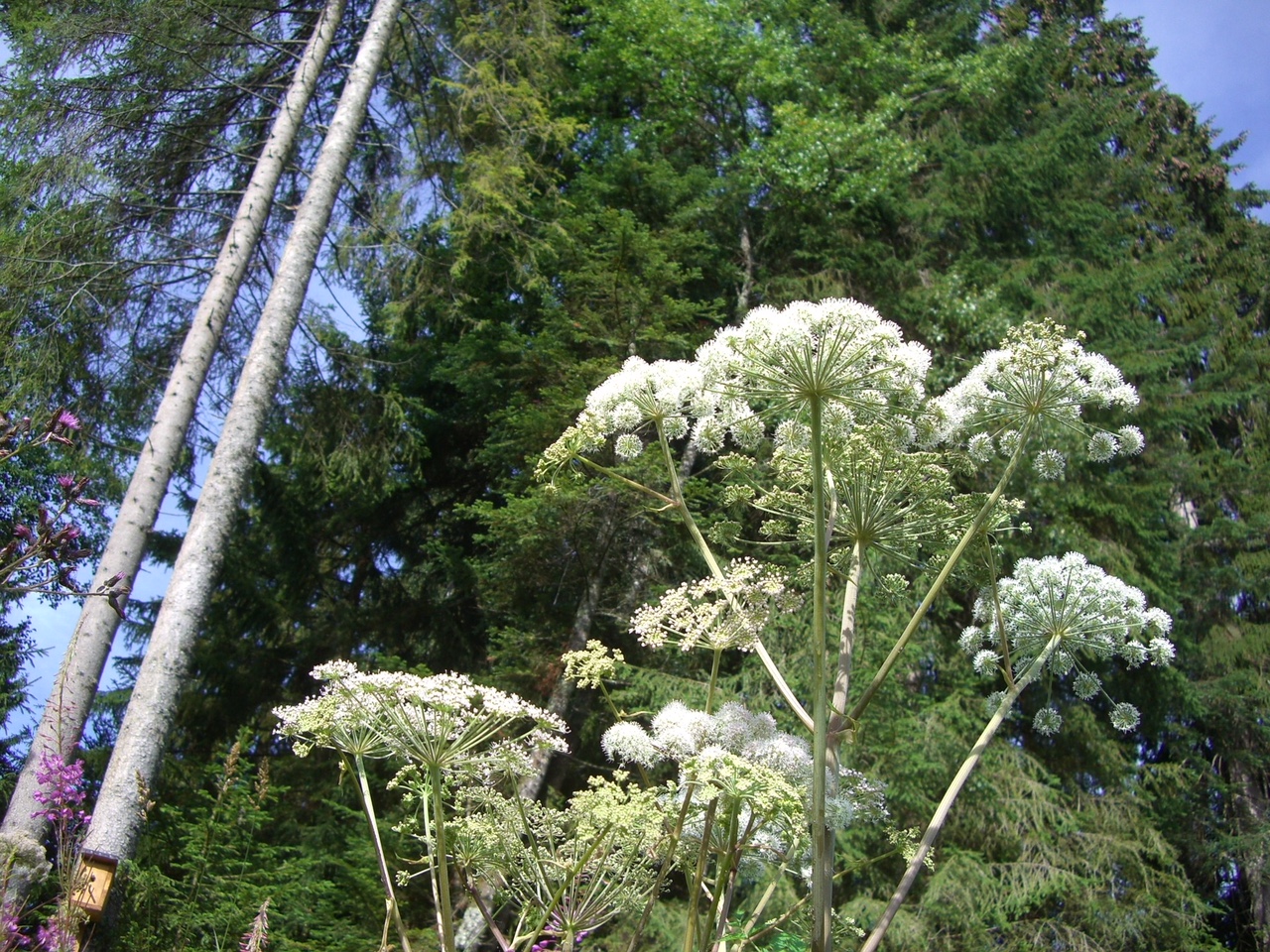 Durch Menschen eingeschleppte Nebiota beeinträchtigen unseren Lebensraum zum Teil massiv!