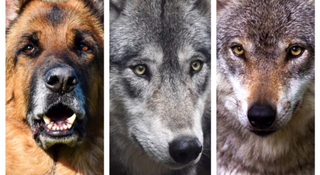 Hund, Wolf oder gar Hybride?