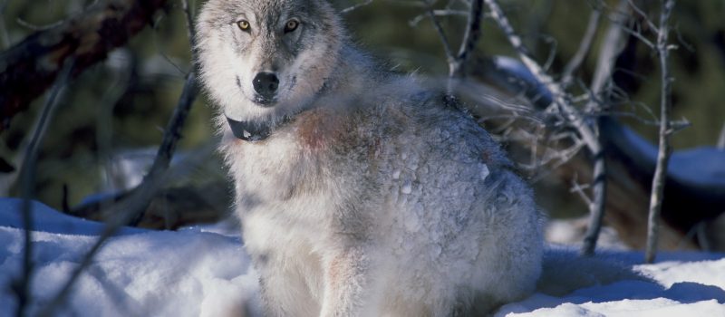 Was stimmt nicht mit dem Wolf? Der Wolf im Kreuzverhör der DJZ!