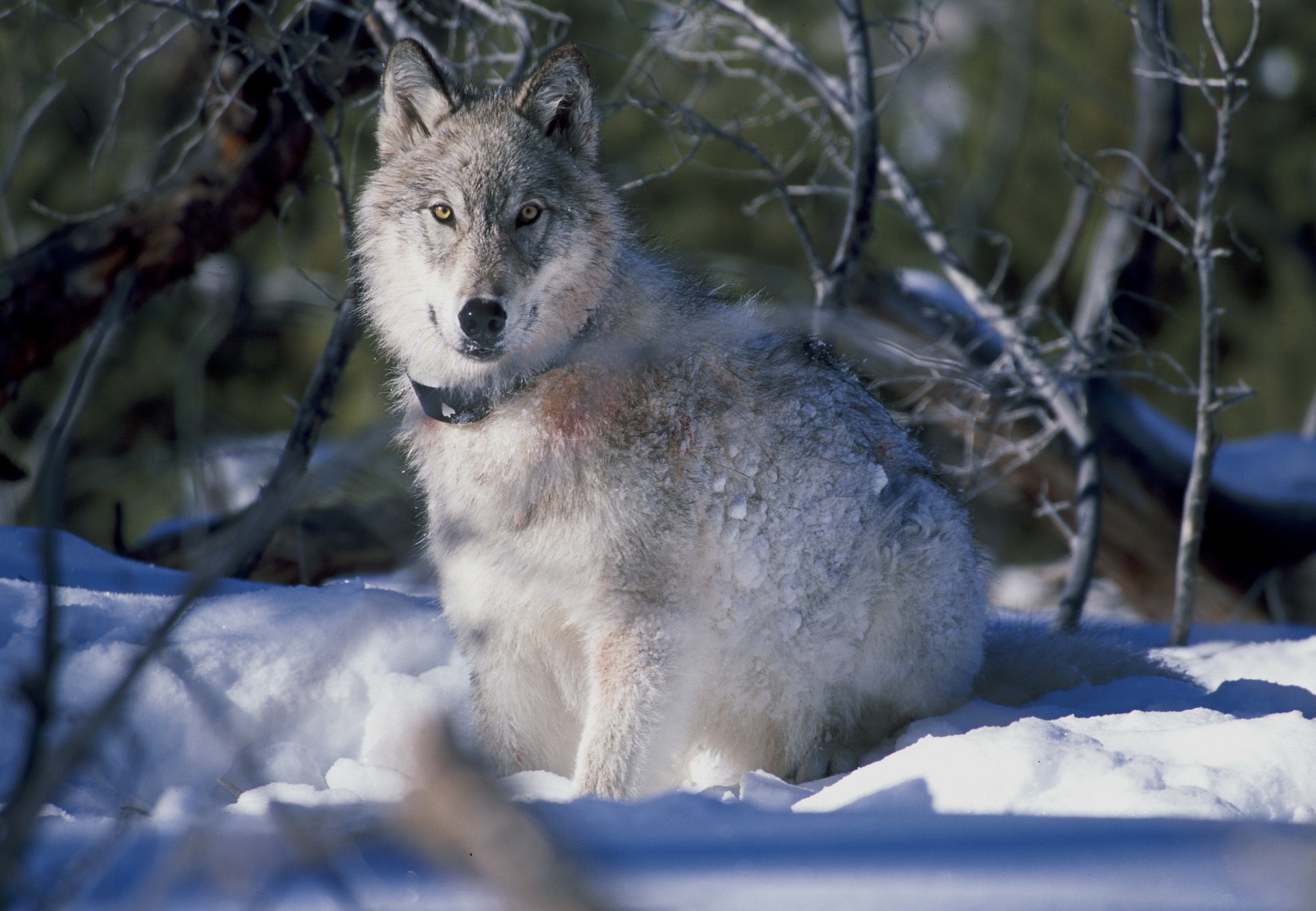 Was stimmt nicht mit dem Wolf? Der Wolf im Kreuzverhör der DJZ!