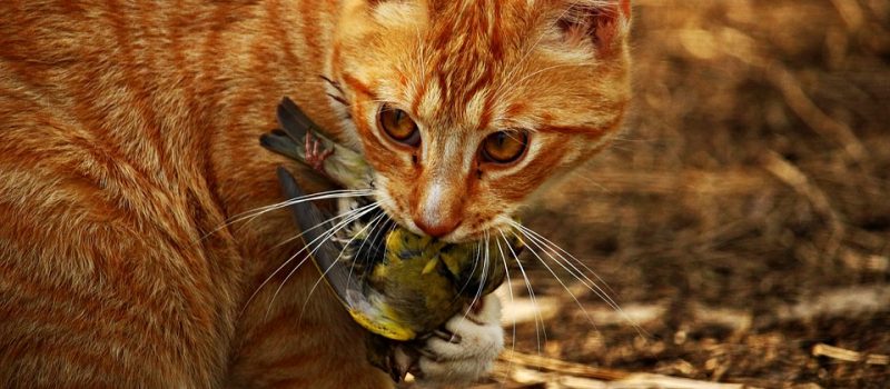 Viele Katzen sind der Vögel Tod …