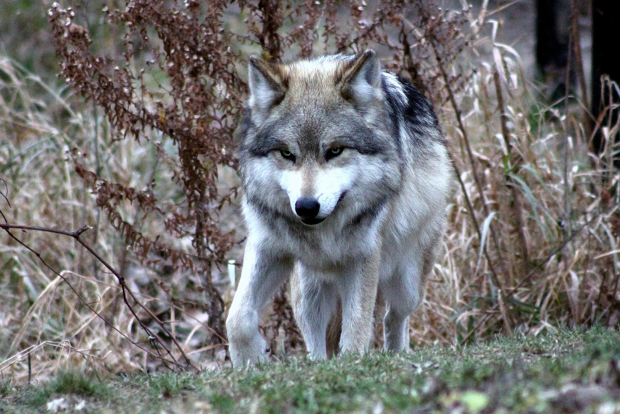 Wolfsrisse häufen sich