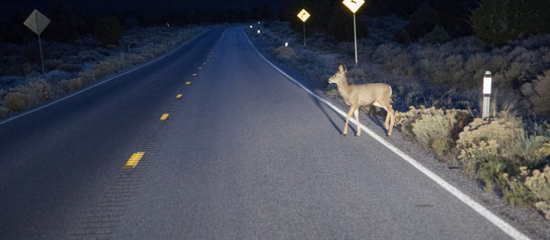 Wer räumt die toten Tiere weg?