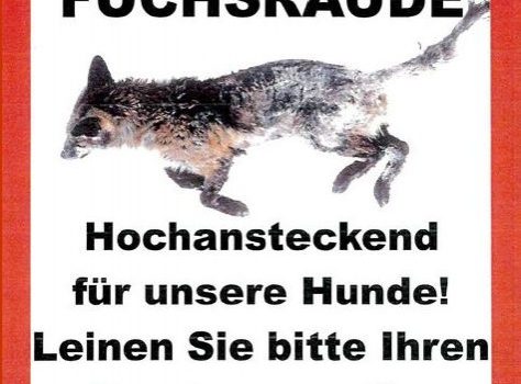 Fuchsräude – Gefahr für Hund und Mensch